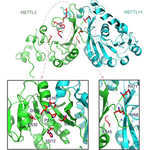 Software identified the METTL3 gene (left) as a potential &quot;driver gene&quot; for bladder cancer. The closeups below show areas with genetic mutations.